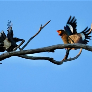 Eurystomus orientalis (Dollarbird) at Red Hill, ACT - 12 Nov 2025 by LisaH