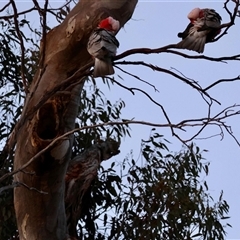 Eolophus roseicapilla by LisaH