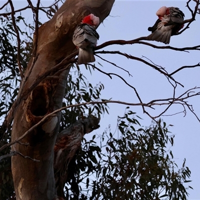 Eolophus roseicapilla at  - suppressed by LisaH