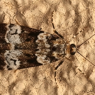 Eudonia protorthra (A Scopariine moth) at Ainslie, ACT - 12 Nov 2025 by jb2602