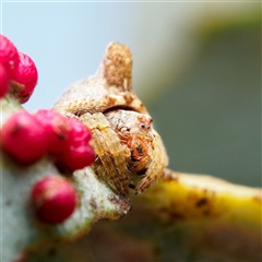 Dolophones sp. (genus) (Wrap-around spider) at Lyons, ACT - 13 Nov 2025 by heythisisgordon
