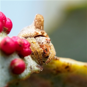 Dolophones sp. (genus) (Wrap-around spider) at Lyons, ACT - Yesterday by heythisisgordon