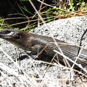 Egernia cunninghami at Tennent, ACT - Yesterday by JohnBundock