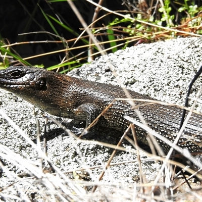 Egernia cunninghami (Cunningham's Skink) at Tennent, ACT - 13 Nov 2025 by JohnBundock