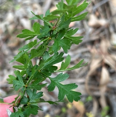 Crataegus monogyna (Hawthorn) at Cook, ACT - 14 Nov 2025 by lbradley