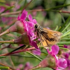 Ocybadistes walkeri by chriselidie