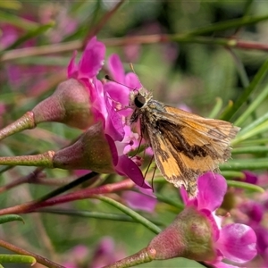 Ocybadistes walkeri by chriselidie