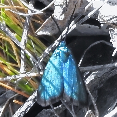 Pollanisus (genus) (A Forester Moth) at Tennent, ACT - 13 Nov 2025 by JohnBundock