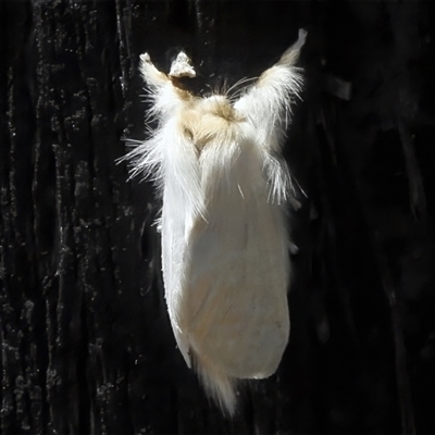 Trichiocercus sparshalli (Sparshall's Moth) at Tennent, ACT - 13 Nov 2025 by JohnBundock