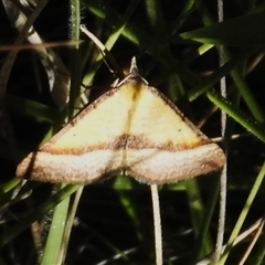Anachloris subochraria (Golden Grass Carpet (Ennominae)) at Cotter River, ACT - 12 Nov 2025 by JohnBundock