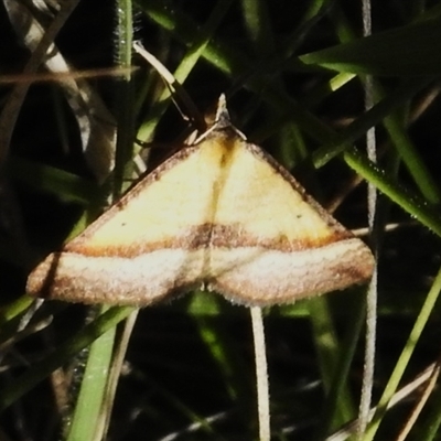 Anachloris subochraria (Golden Grass Carpet (Ennominae)) at Cotter River, ACT - 12 Nov 2025 by JohnBundock