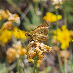Ocybadistes walkeri at Fyshwick, ACT - 14 Nov 2025 by MatthewFrawley