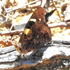 Vanessa itea (Yellow Admiral) at Tennent, ACT - 13 Nov 2025 by JohnBundock