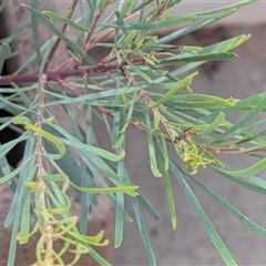 Unverified Wasp (Hymenoptera, Apocrita) by chriselidie