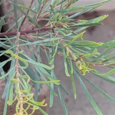 Unverified Wasp (Hymenoptera, Apocrita) at  - suppressed by chriselidie