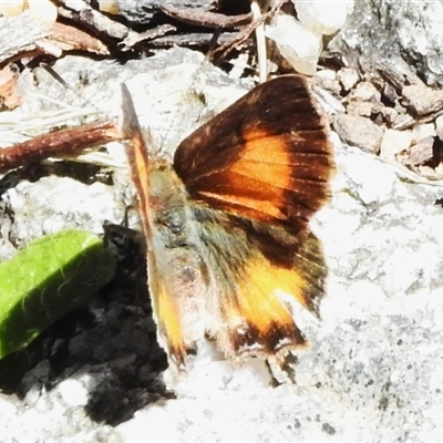 Paralucia aurifera (Bright Copper) at Tennent, ACT - 13 Nov 2025 by JohnBundock
