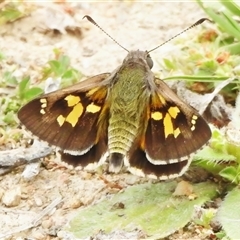Trapezites phigalioides at Tennent, ACT - 13 Nov 2025 by JohnBundock