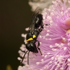 Hylaeus (Prosopisteron) primulipictus (Hylaeine colletid bee) at Downer, ACT - 14 Nov 2025 by RobertD