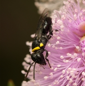 Hylaeus (Prosopisteron) primulipictus at Downer, ACT - Today by RobertD