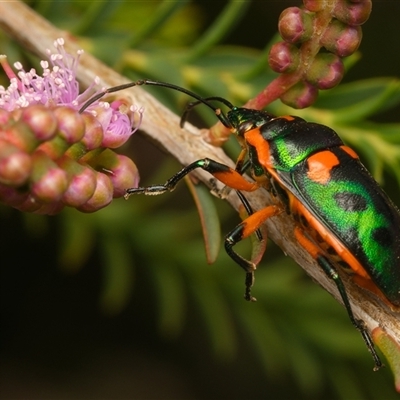 Scutiphora pedicellata (Metallic Jewel Bug) at Downer, ACT - 14 Nov 2025 by RobertD