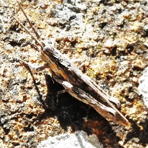 Coryphistes ruricola (Bark-mimicking Grasshopper) at Tennent, ACT - Yesterday by JohnBundock
