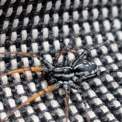 Nyssus coloripes (Spotted Ground Swift Spider) at  - suppressed by chriselidie