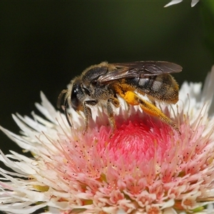 Halictidae (family) at Acton, ACT - Yesterday by TimL