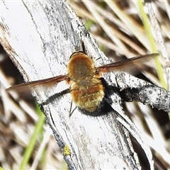 Unverified Bee fly (Bombyliidae) at Tennent, ACT - 13 Nov 2025 by JohnBundock