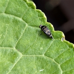 Mordellidae (family) (Unidentified pintail or tumbling flower beetle) by chriselidie