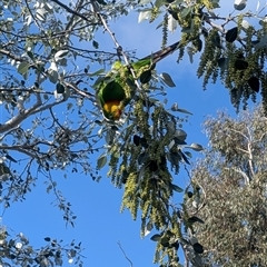 Polytelis swainsonii by LWenger