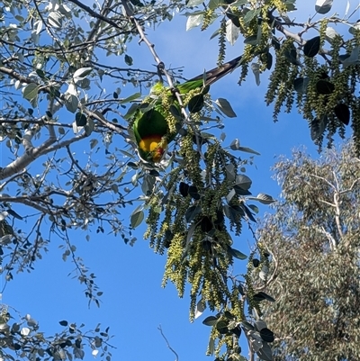 Polytelis swainsonii at  - suppressed by LWenger