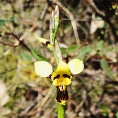 Diuris sulphurea (Tiger Orchid) at Tennent, ACT - 13 Nov 2025 by JohnBundock