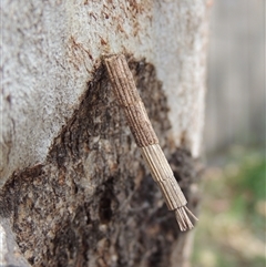 Lepidoscia arctiella (Tower Case Moth) at Conder, ACT - 24 Oct 2025 by MichaelBedingfield