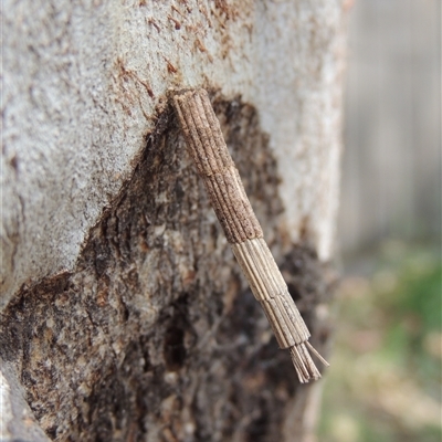 Lepidoscia arctiella (Tower Case Moth) at Conder, ACT - 24 Oct 2025 by MichaelBedingfield