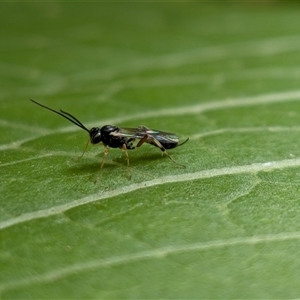 Unverified Wasp (Hymenoptera, Apocrita) by chriselidie