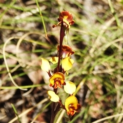 Diuris semilunulata (Late Leopard Orchid) at Tennent, ACT - 13 Nov 2025 by JohnBundock