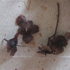 Backhousia bancroftii (Johnstone River hardwood) at Syndicate, QLD - 29 Jan 2015 by JasonPStewart