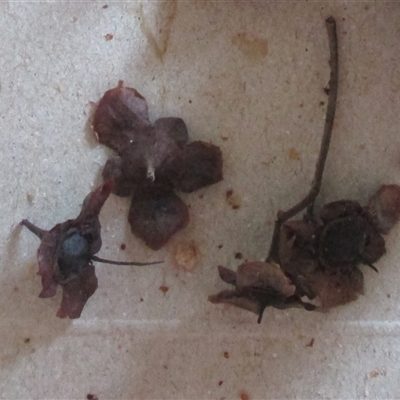 Backhousia bancroftii (Johnstone River hardwood) at Syndicate, QLD - 29 Jan 2015 by JasonPStewart