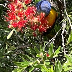 Trichoglossus moluccanus (Rainbow Lorikeet) at Gungahlin, ACT - 13 Nov 2025 by Timberpaddock