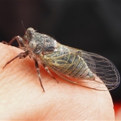Atrapsalta furcilla (Southern Mountain Squeaker) at Rendezvous Creek, ACT - 13 Nov 2025 by JohnBundock