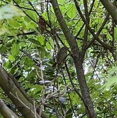 Unverified Small (Robin, Finch, Thornbill etc) at Gordon, ACT - 14 Nov 2025 by GG