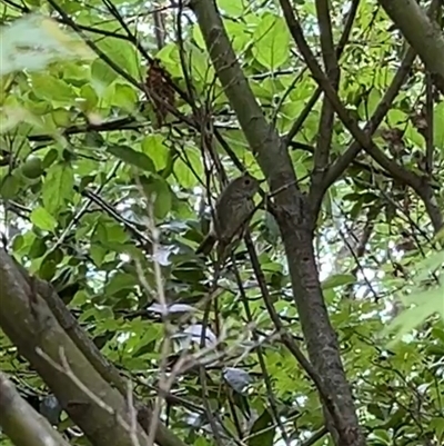 Unverified Small (Robin, Finch, Thornbill etc) at Gordon, ACT - 14 Nov 2025 by GG