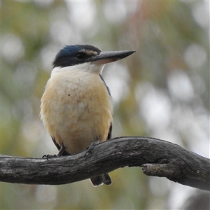 Todiramphus sanctus at Kambah, ACT - Today by HelenCross