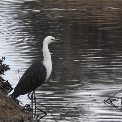 Ardea pacifica at Kambah, ACT - Yesterday by HelenCross