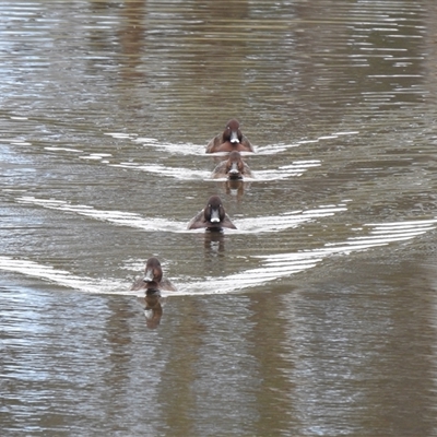 Aythya australis at Kambah, ACT - 14 Nov 2025 by HelenCross