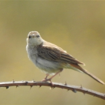 Unverified Intermediate size at  - suppressed by HelenCross