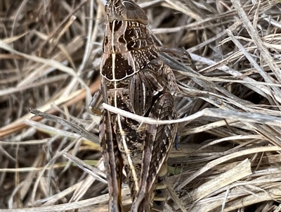 Perunga ochracea (Perunga grasshopper, Cross-dressing Grasshopper) at Hume, ACT - Yesterday by SteveBorkowskis