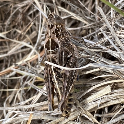 Perunga ochracea (Perunga grasshopper, Cross-dressing Grasshopper) at Hume, ACT - 14 Nov 2025 by SteveBorkowskis