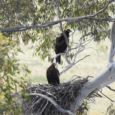 Aquila audax at  - suppressed by HelenCross