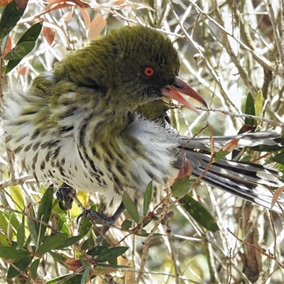 Oriolus sagittatus (Olive-backed Oriole) at Tharwa, ACT - 13 Nov 2025 by JohnBundock